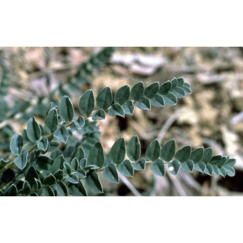 astragalus monspessulanus l.