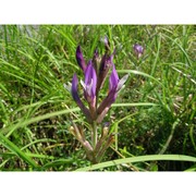 astragalus muelleri steud. et hochst.