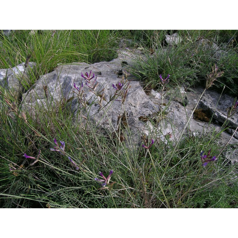 astragalus muelleri steud. et hochst.