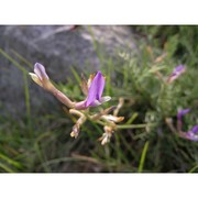 astragalus muelleri steud. et hochst.