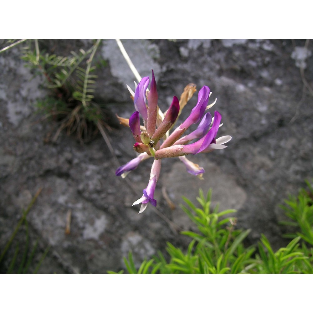 astragalus muelleri steud. et hochst.