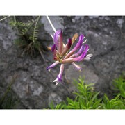 astragalus muelleri steud. et hochst.