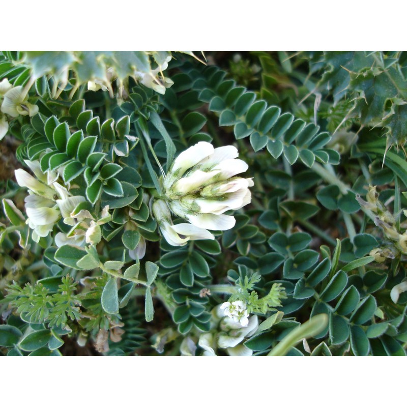 astragalus nebrodensis (guss.) strobl