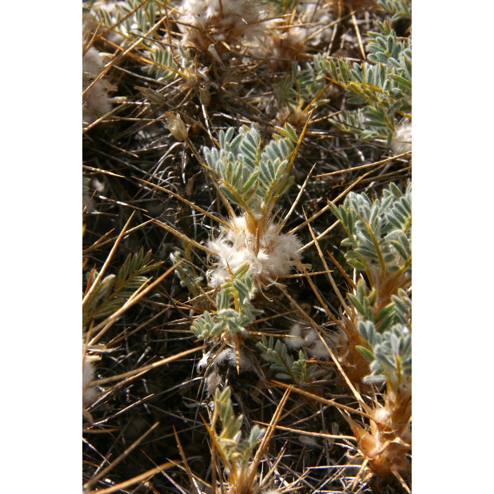 astragalus nebrodensis (guss.) strobl