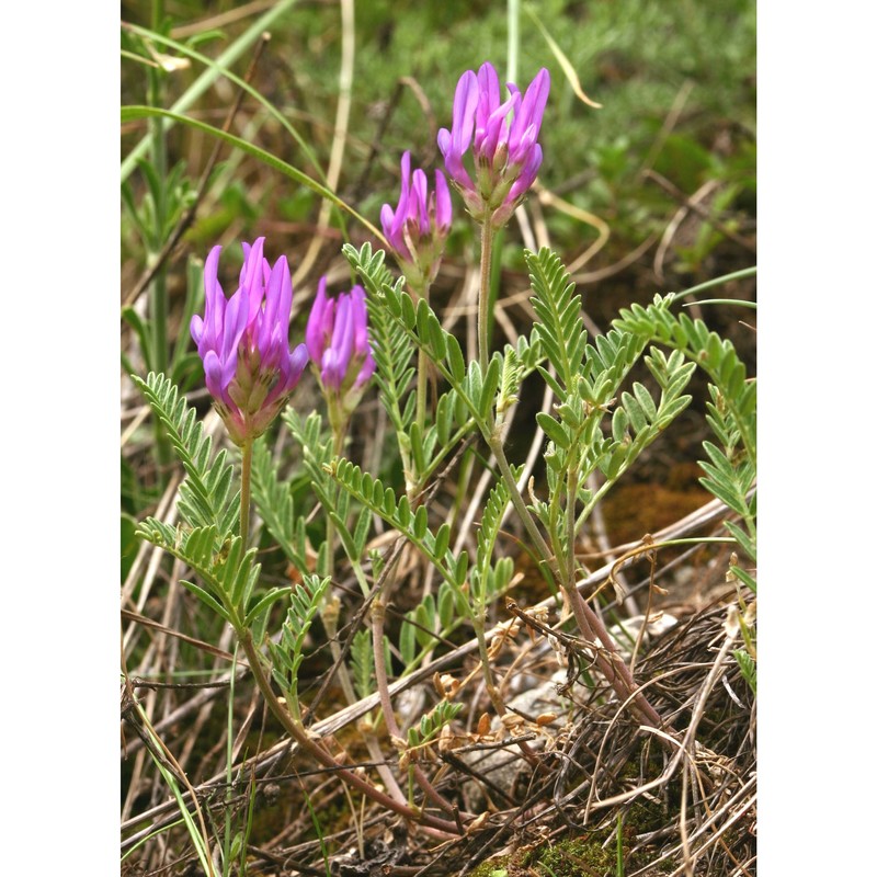 astragalus onobrychis l.