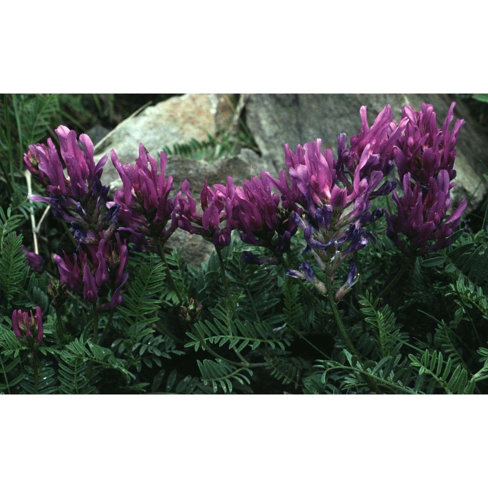 astragalus onobrychis l.