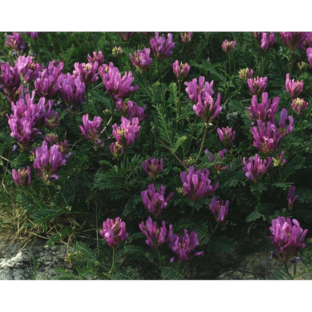 astragalus onobrychis l.