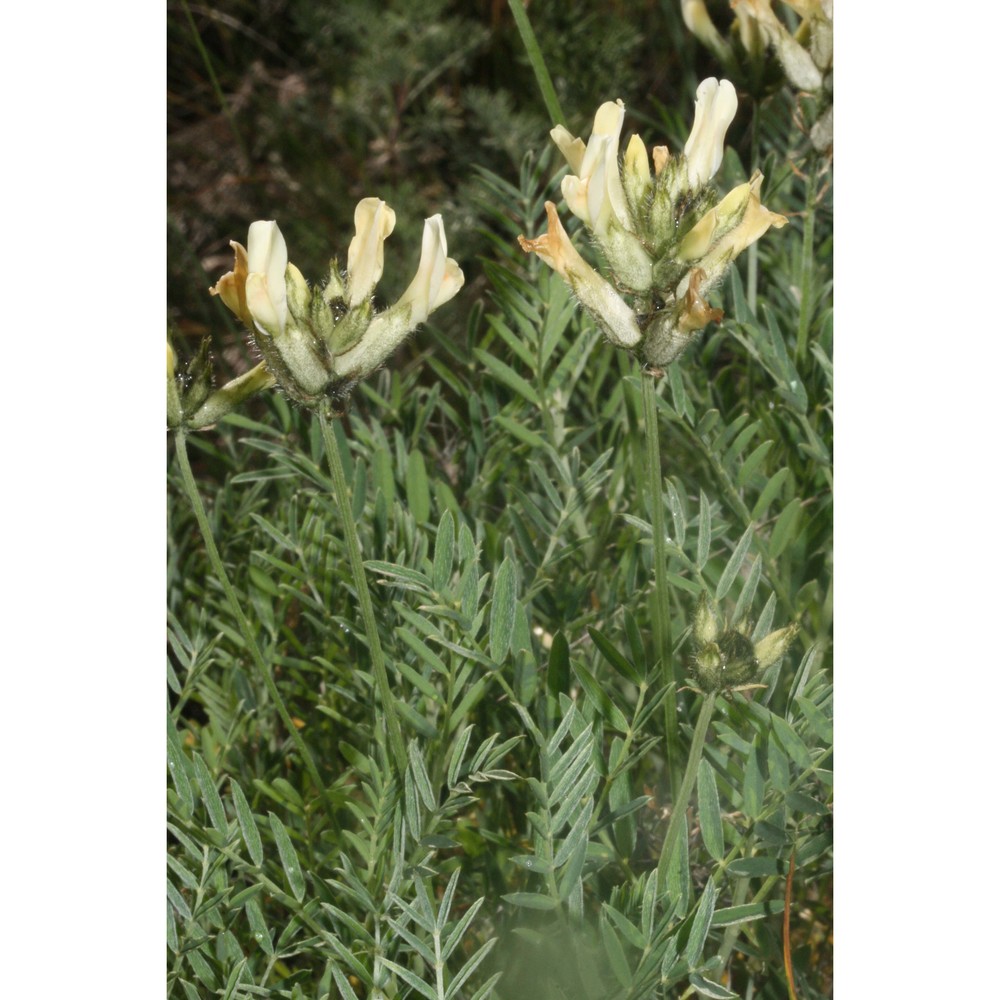 astragalus pastellianus pollini