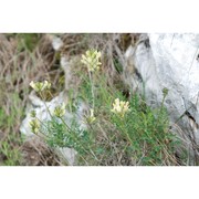 astragalus pastellianus pollini