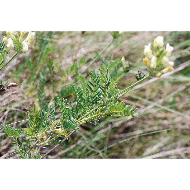 astragalus pastellianus pollini