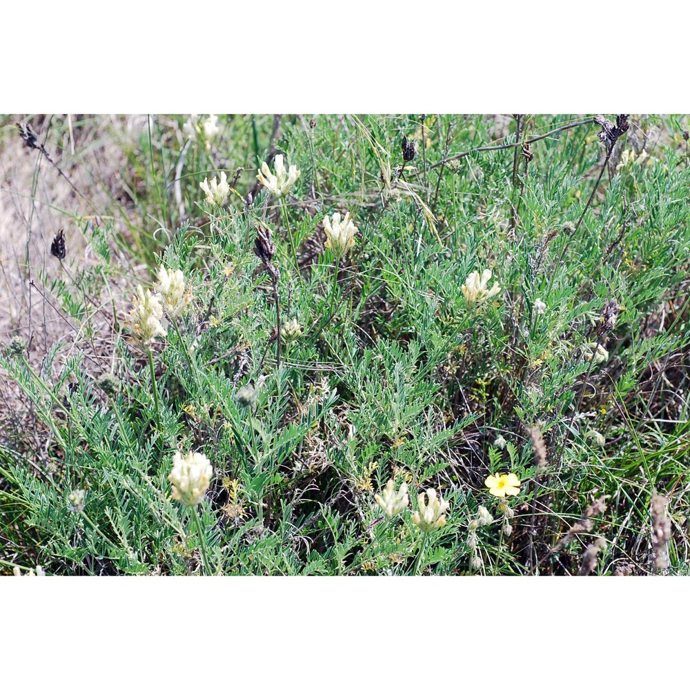 astragalus pastellianus pollini