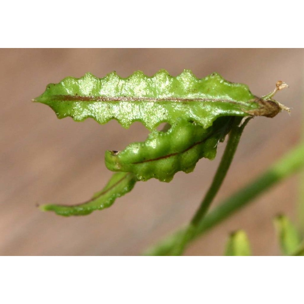 astragalus pelecinus (l.) barneby subsp. pelecinus