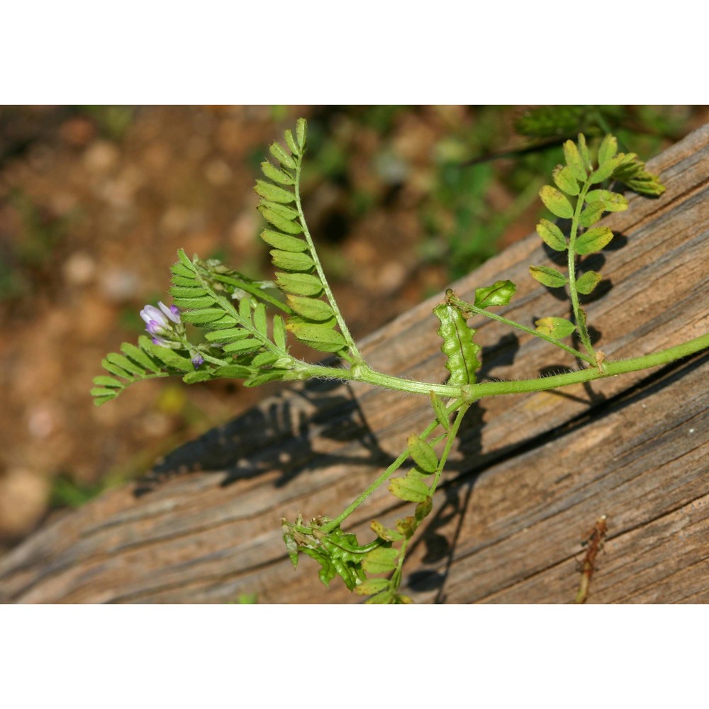 astragalus pelecinus (l.) barneby subsp. pelecinus