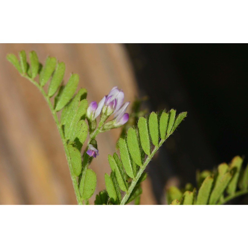 astragalus pelecinus (l.) barneby subsp. pelecinus