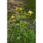 astragalus penduliflorus lam.