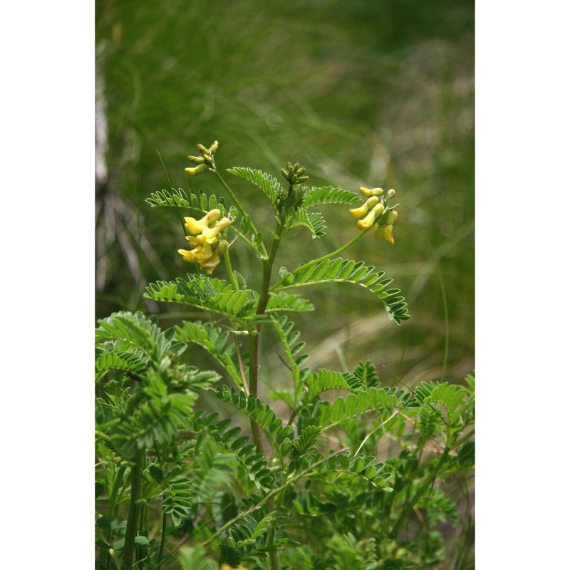 astragalus penduliflorus lam.