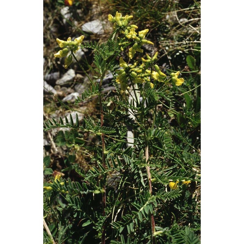 astragalus penduliflorus lam.