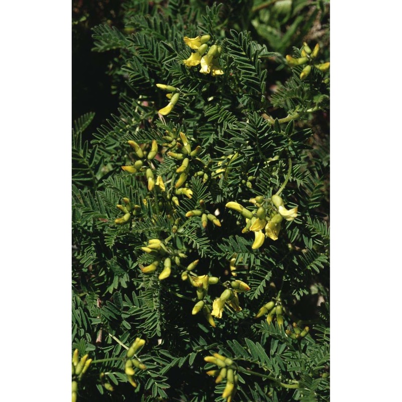 astragalus penduliflorus lam.