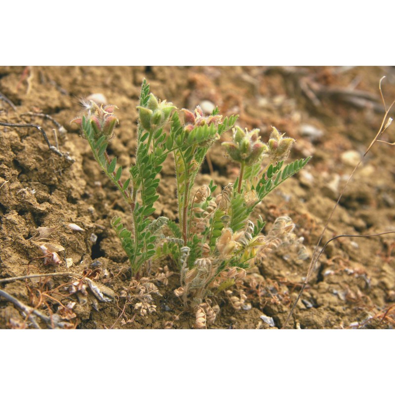 astragalus raphaelis g. ferro