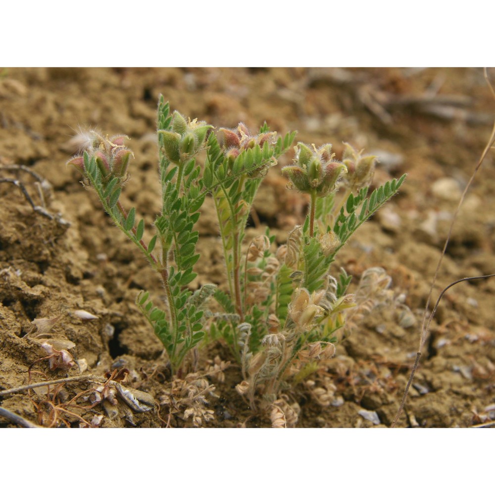 astragalus raphaelis g. ferro