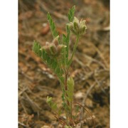 astragalus raphaelis g. ferro