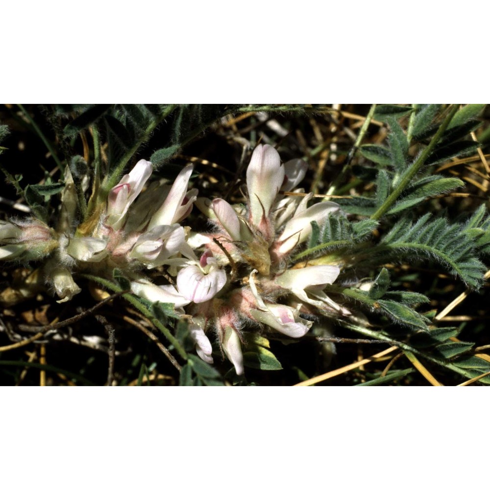 astragalus sempervirens lam.