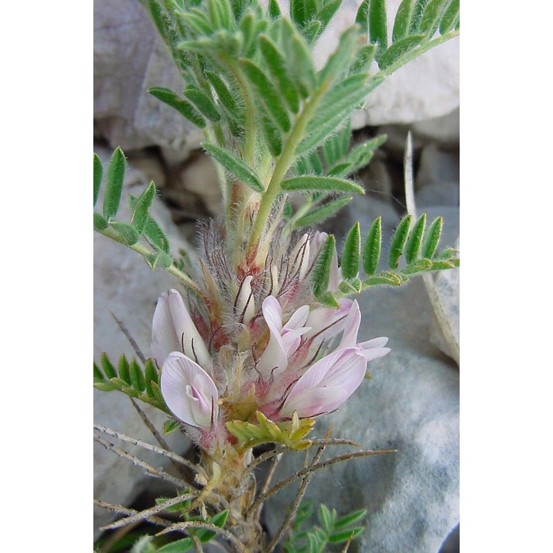 astragalus sempervirens lam.