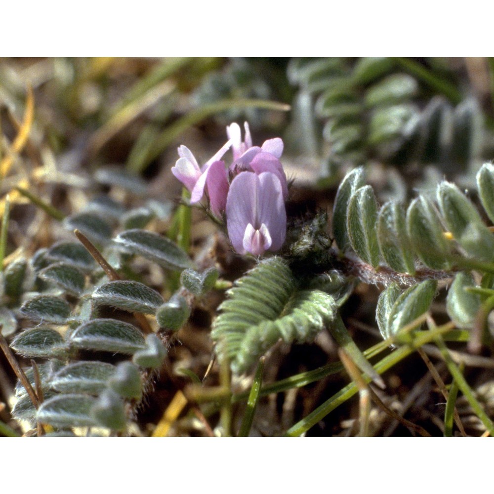 astragalus sesameus l.