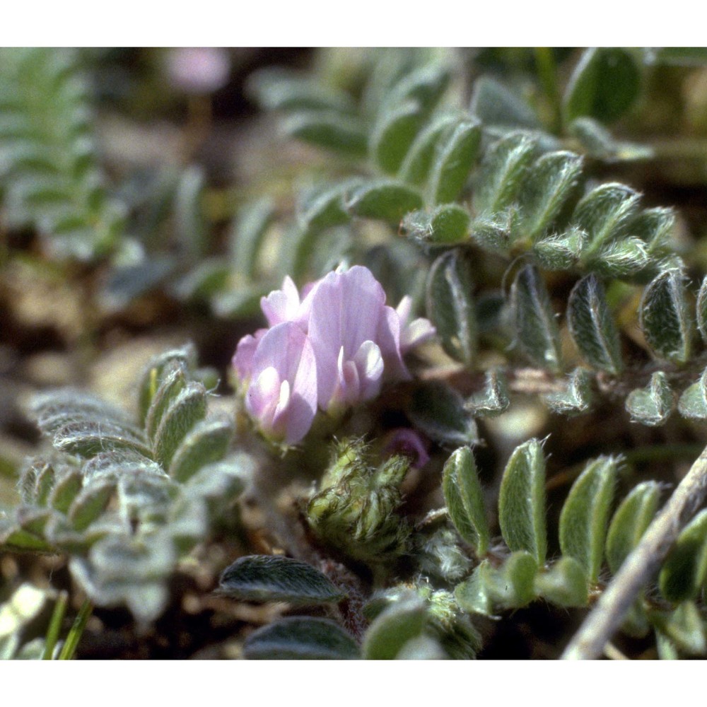 astragalus sesameus l.