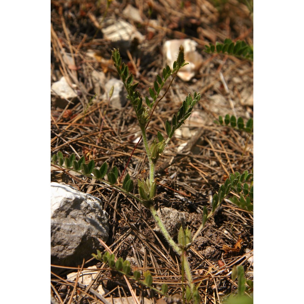 astragalus sesameus l.