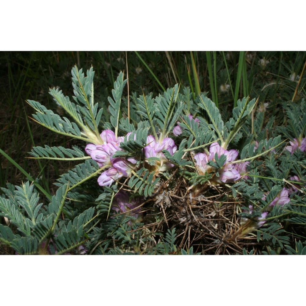 astragalus siculus biv.