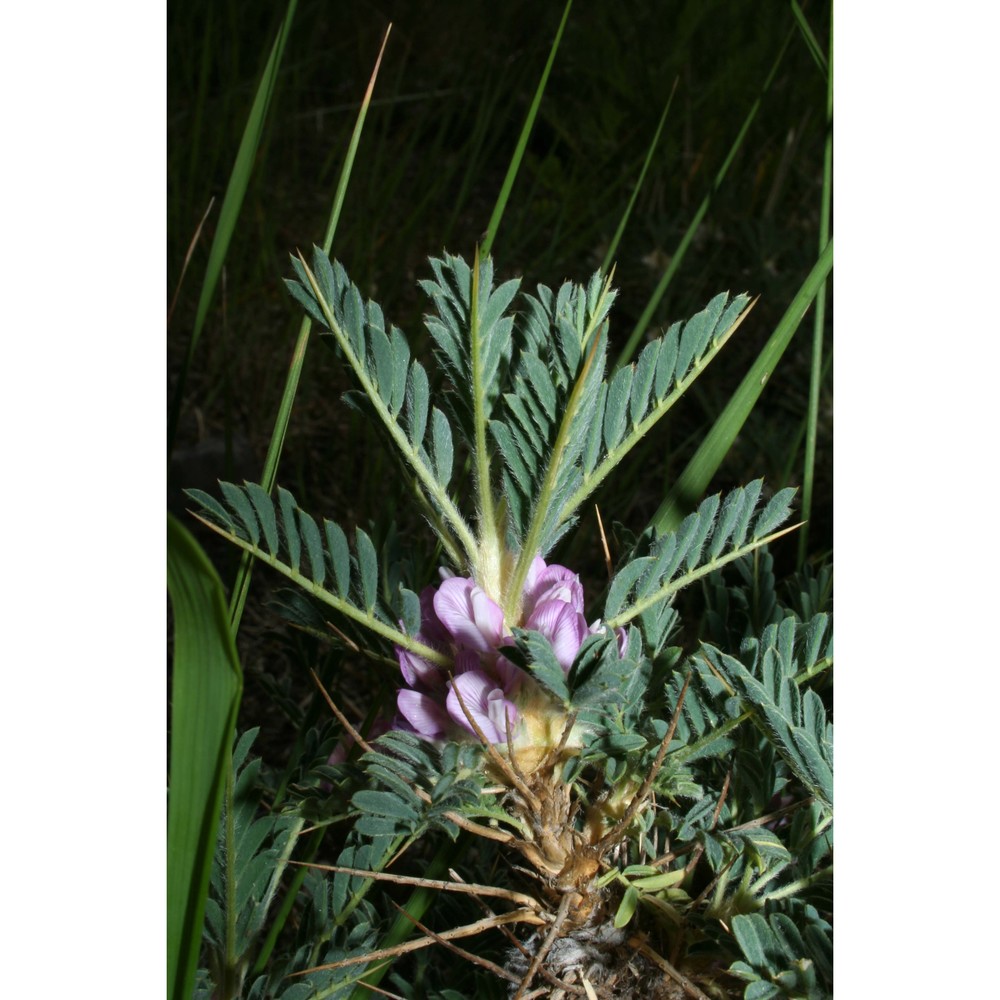 astragalus siculus biv.