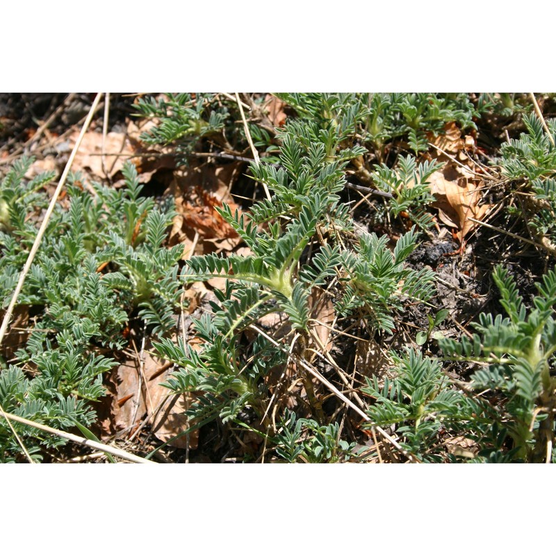 astragalus siculus biv.