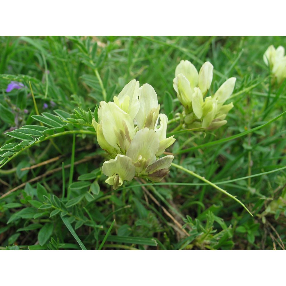 astragalus sirinicus ten.