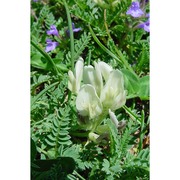 astragalus sirinicus ten.