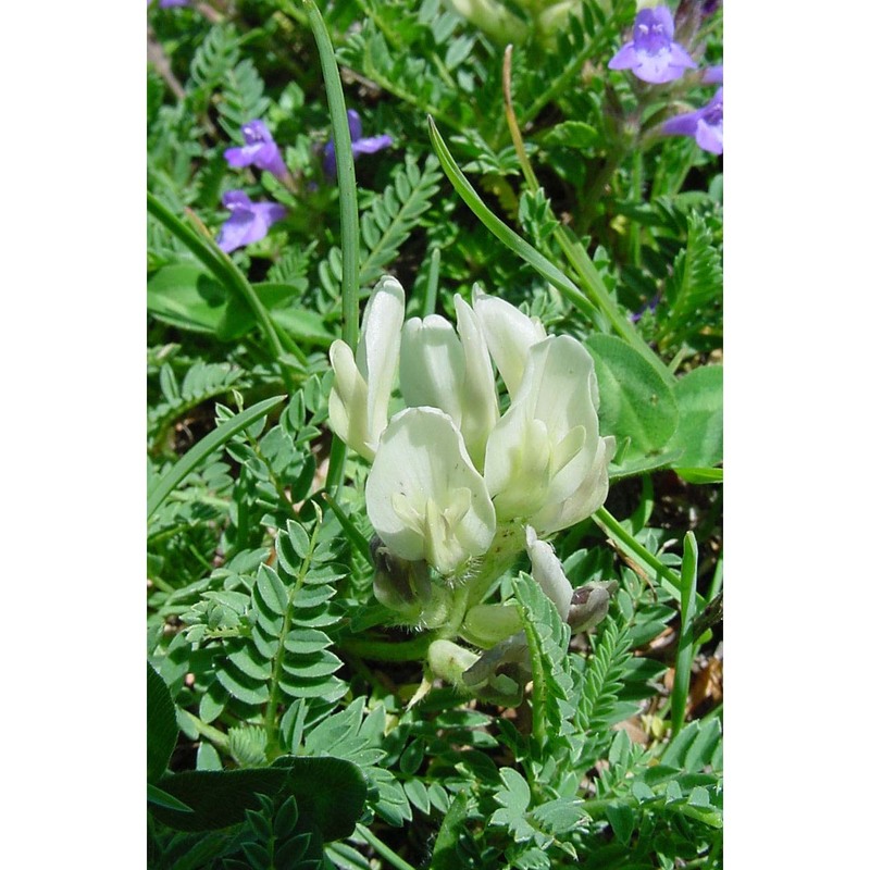 astragalus sirinicus ten.