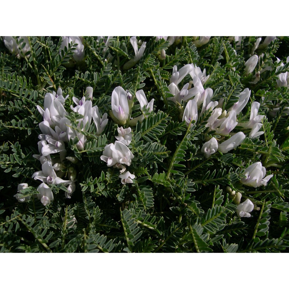 astragalus tegulensis bacch. et brullo