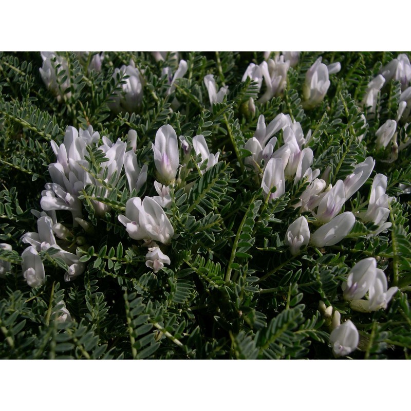 astragalus tegulensis bacch. et brullo