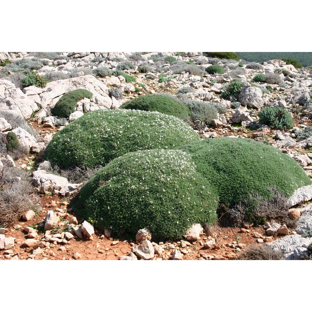 astragalus terraccianoi vals.