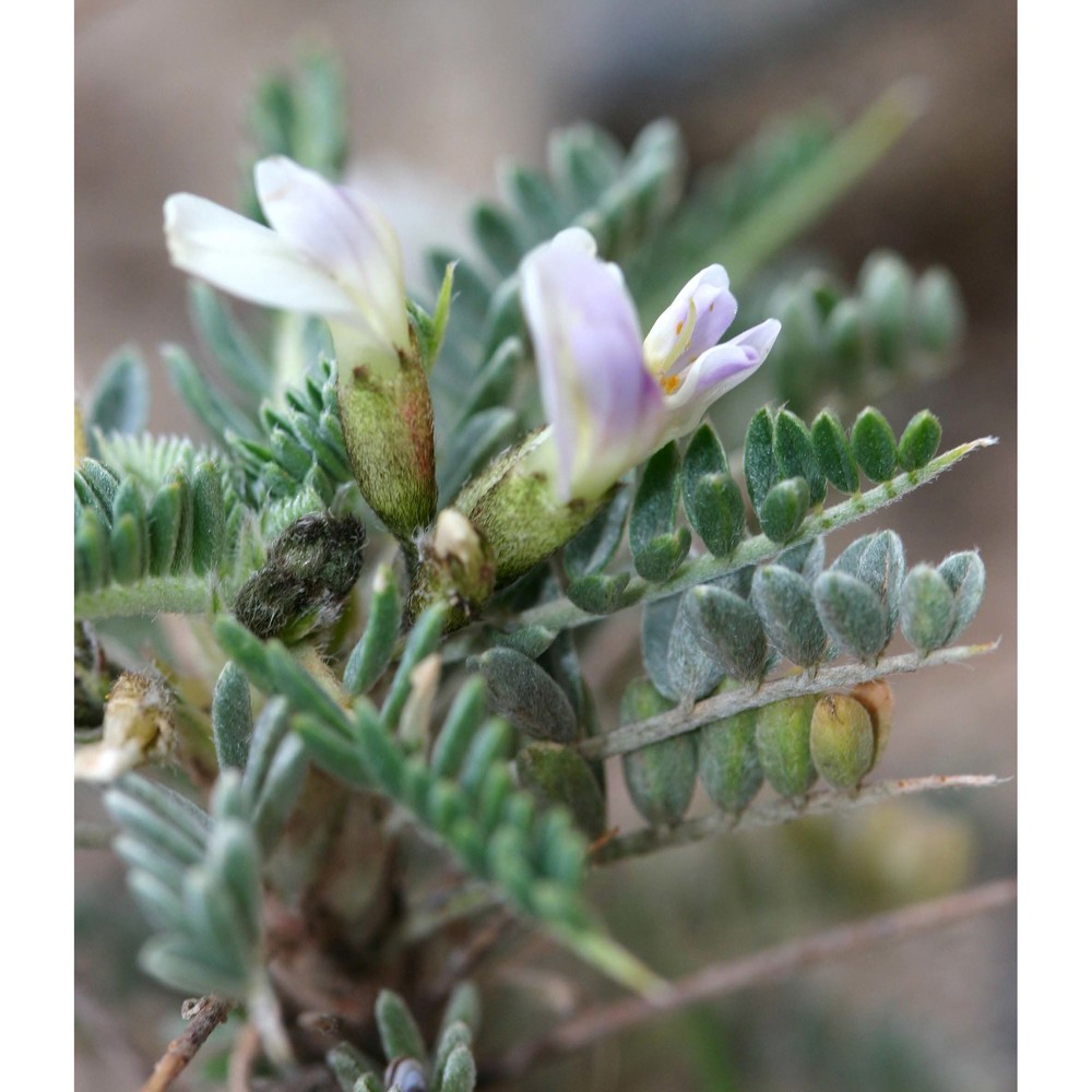 astragalus thermensis vals.