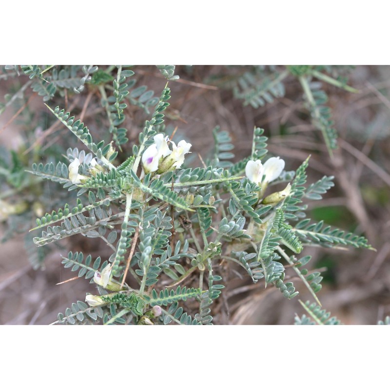 astragalus thermensis vals.