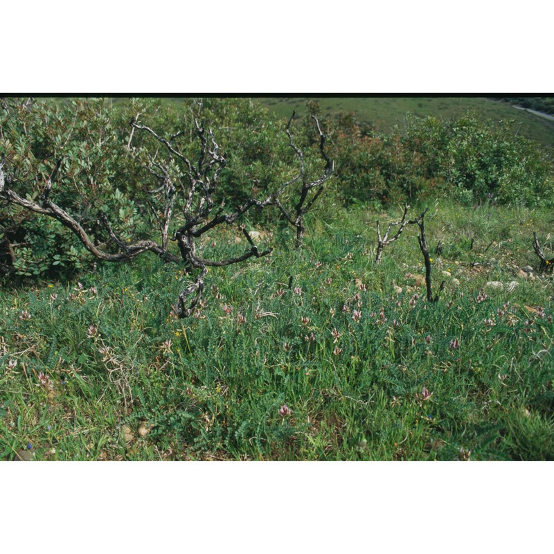 astragalus verrucosus moris