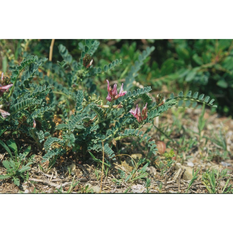 astragalus verrucosus moris