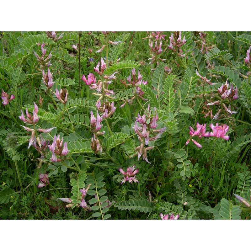 astragalus verrucosus moris