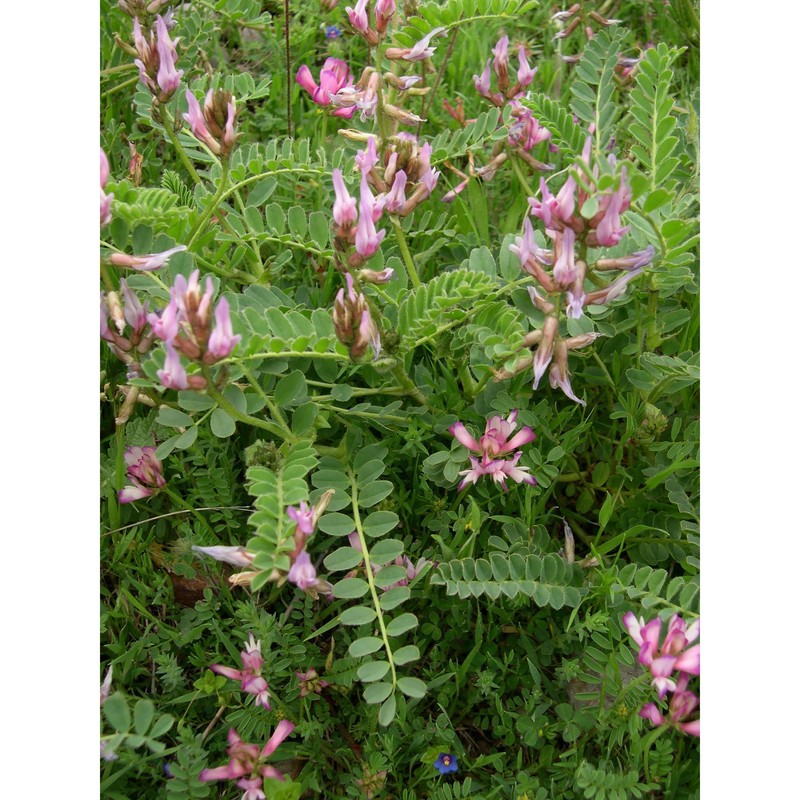 astragalus verrucosus moris