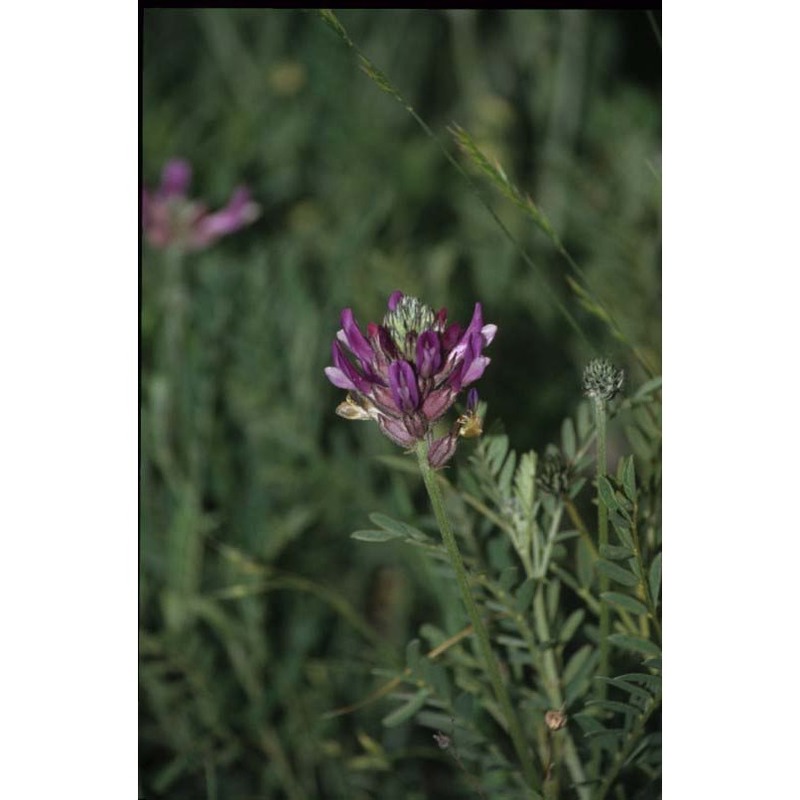 astragalus vesicarius l.