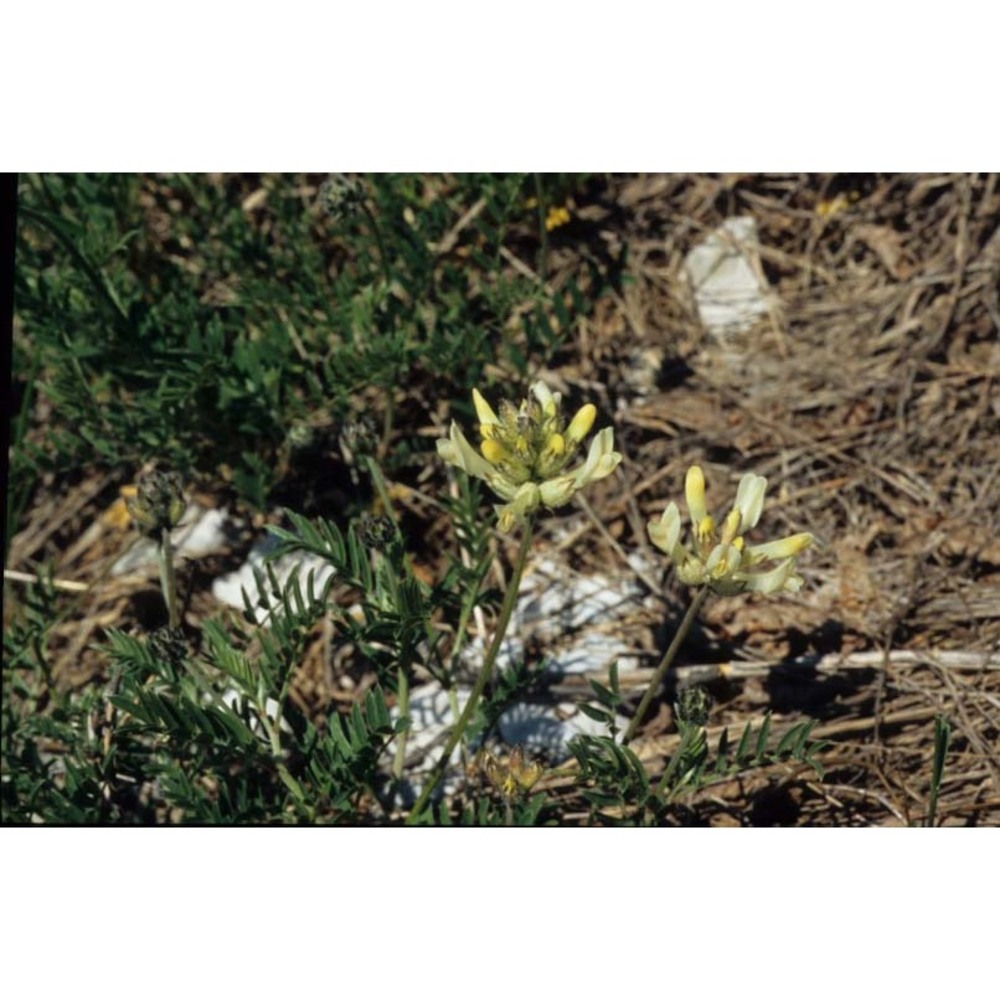 astragalus vesicarius l.