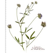 bituminaria bituminosa (l.) c. h. stirt.