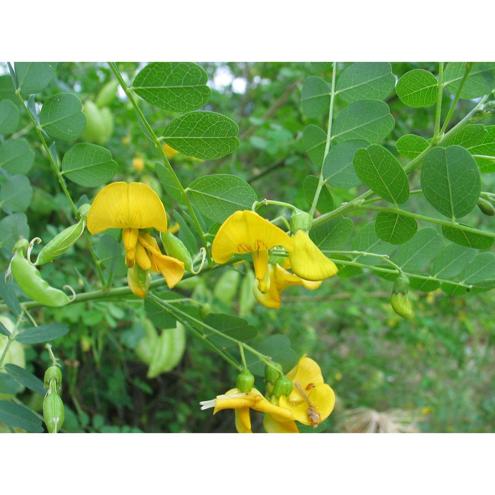 colutea arborescens l.