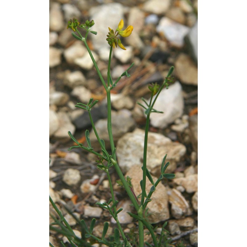 coronilla juncea l.